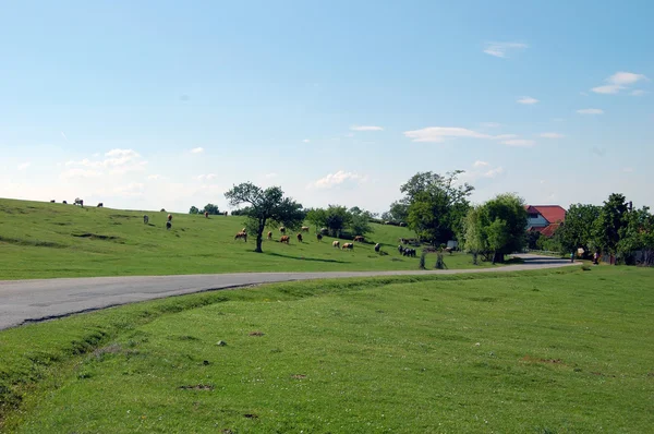 Verão Estrada — Fotografia de Stock