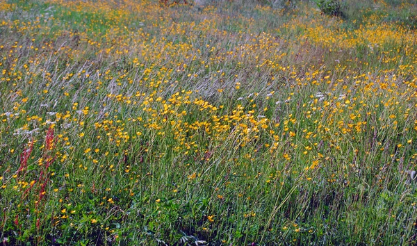 Kleurrijke bloem weide — Stockfoto