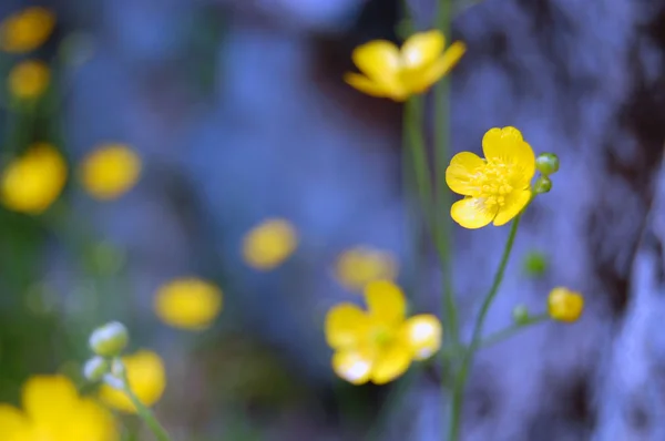 Летний фон из желтых цветов — стоковое фото