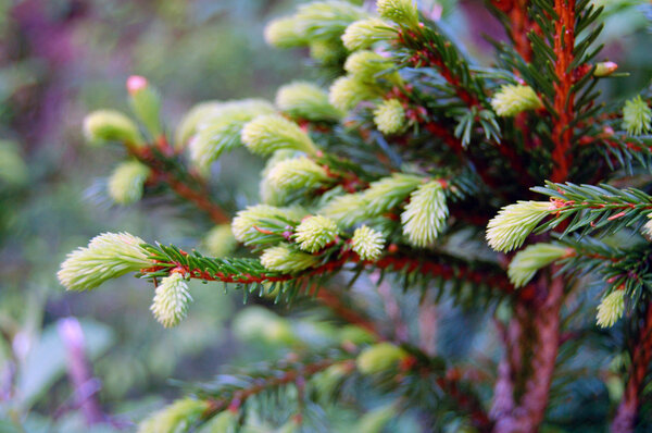 green prickly branches