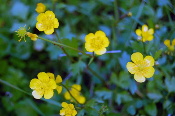 Zomer achtergrond van gele bloemen — Stockfoto