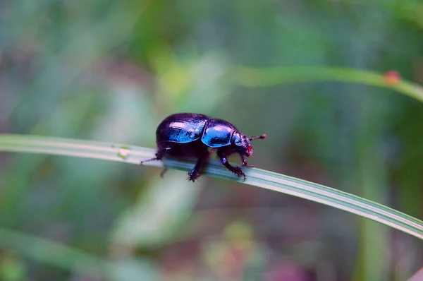 葉に小さな昆虫 — ストック写真