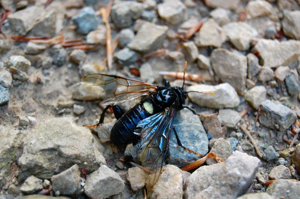 Pequeño insecto en la hoja — Foto de Stock