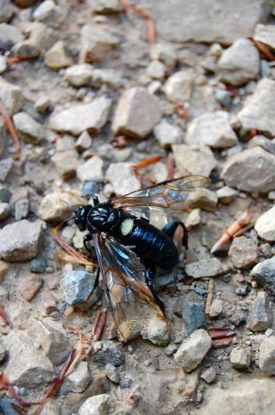 Kleine insect op het blad — Stockfoto