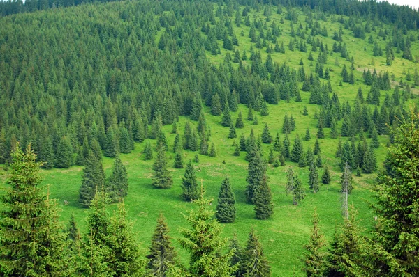 Schöne Kiefern — Stockfoto