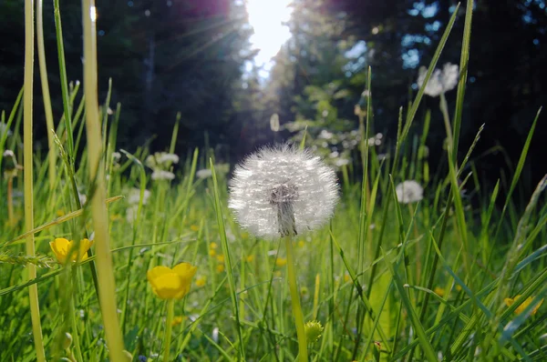 Fond de printemps avec pissenlit blanc . — Photo