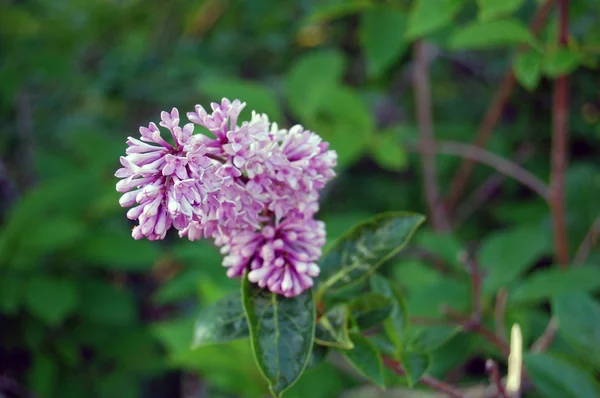 Flor de primavera, galho lilás roxo, Syringa vulgaris — Fotografia de Stock