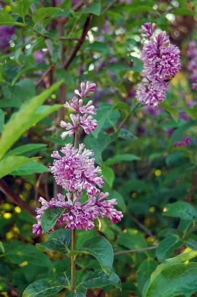 Flor de primavera, galho lilás roxo, Syringa vulgaris — Fotografia de Stock