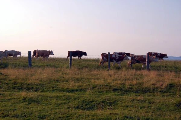 Vacas pastando en un prado —  Fotos de Stock