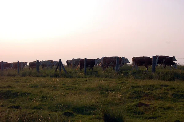 Vaches broutant sur une prairie — Photo