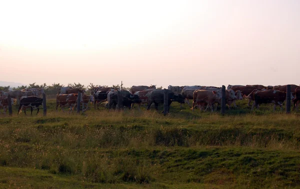 Vacas que pastam em um prado — Fotografia de Stock