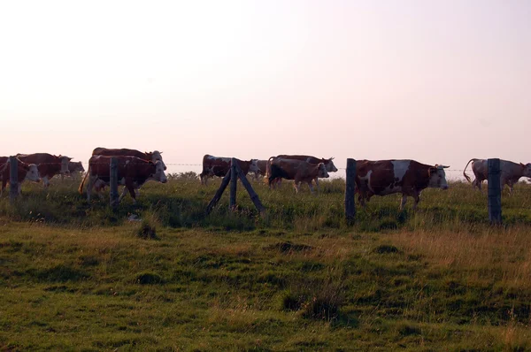 Vacas que pastam em um prado — Fotografia de Stock