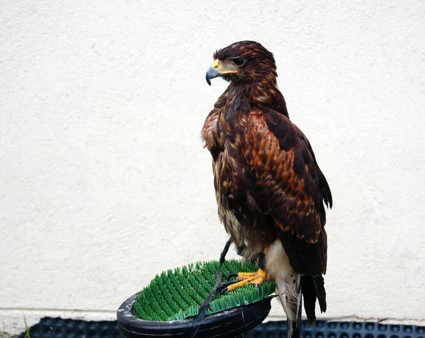 Aquila bruna distoglie lo sguardo — Foto Stock