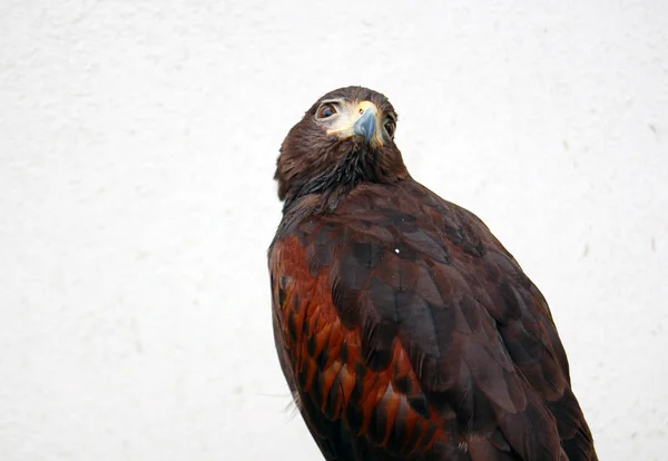 Коричневий орел фотографіях хтось дивитися вбік — стокове фото