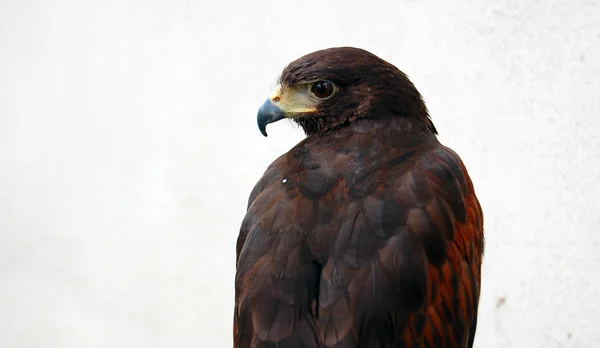 Aquila bruna distoglie lo sguardo — Foto Stock