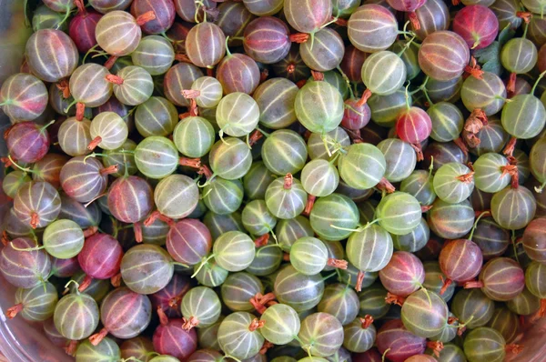 Heap of ripe Gooseberries — Stock Photo, Image
