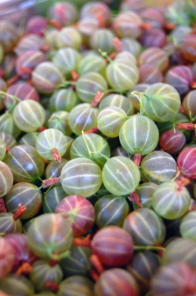 Fresh pink and green gooseberries — Stockfoto