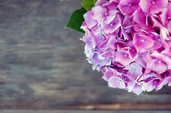 Mooie Hortensia bloemen — Stockfoto