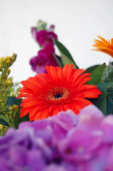 Buchet frumos de flori colorate de vară — Fotografie, imagine de stoc