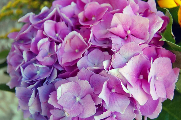 Hermosas flores de Hortensia — Foto de Stock