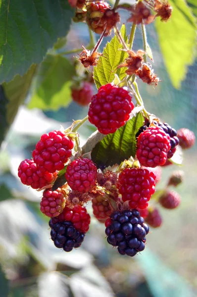 Fresh summer fruit background — Stock Photo, Image