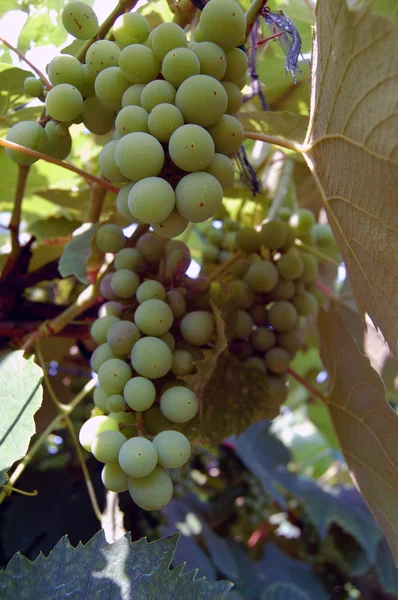 White wine grapes hanging — Stock Photo, Image