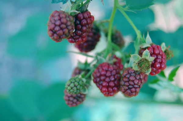 Taze yaz meyve arka plan