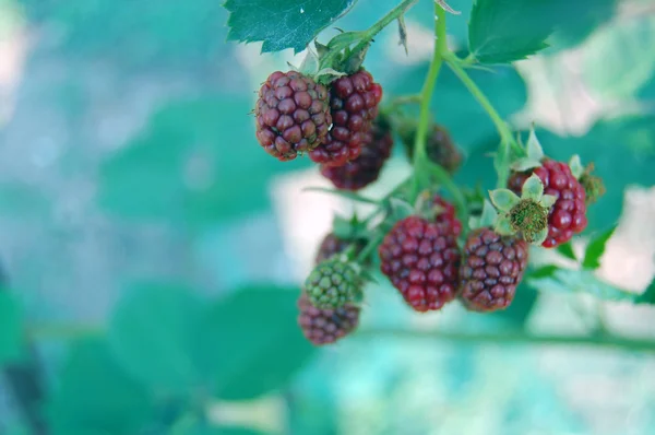 Fundo fresco de fruta de verão — Fotografia de Stock