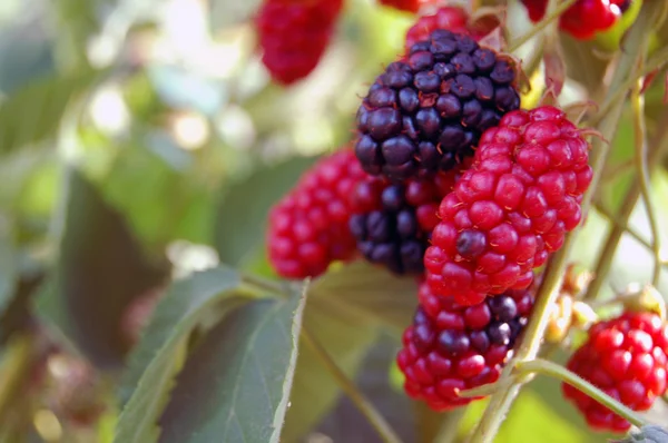 Taze yaz meyve arka plan