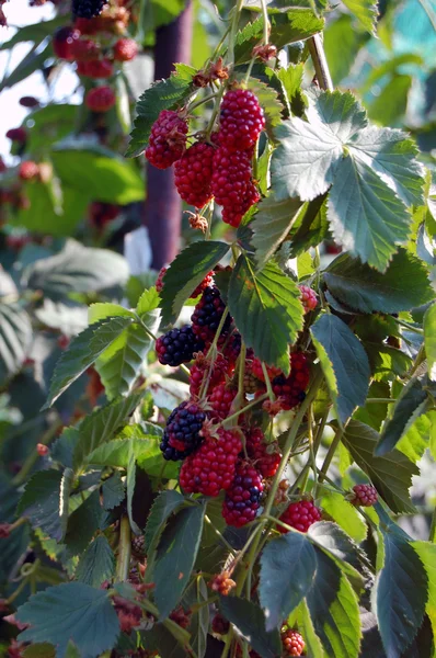 Lato świeżych owoców tło — Zdjęcie stockowe