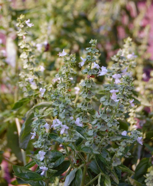 Basilic frais dans le jardin — Photo