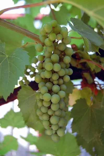 White wine grapes — Stock Photo, Image