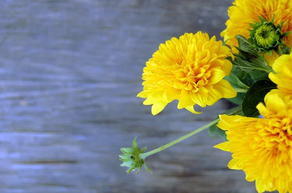 Krásnou kytici žlutých chryzantém — Stock fotografie