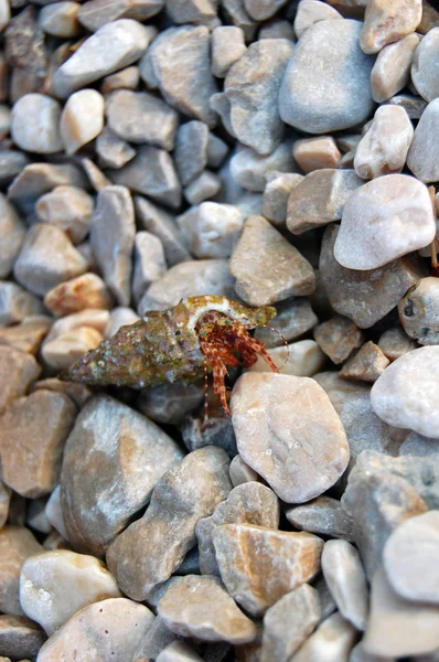 Pequeñas piedras y concha de mar — Foto de Stock