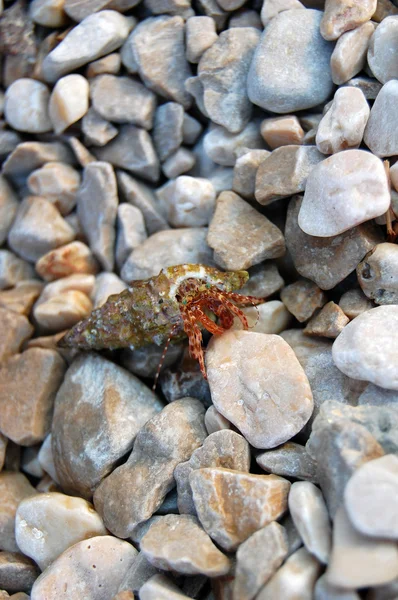 Pequeñas piedras y concha de mar — Foto de Stock