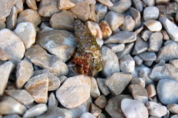 Pequenas pedras e concha do mar — Fotografia de Stock