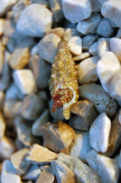 Kleine Steine und Muscheln — Stockfoto