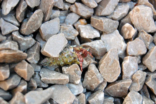 Pequeñas piedras y concha de mar — Foto de Stock