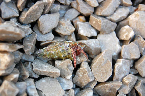 Pequenas pedras e concha do mar — Fotografia de Stock
