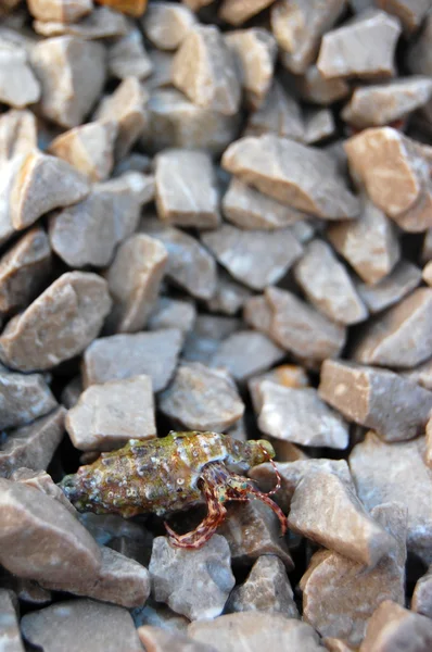 Pequeñas piedras y concha de mar — Foto de Stock