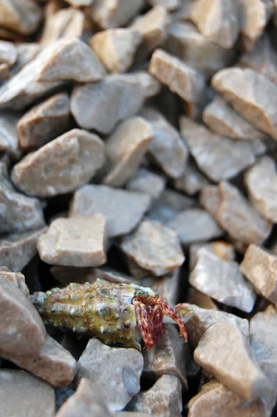 Маленькие камни и морская раковина — стоковое фото