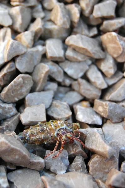 Pequeñas piedras y concha de mar — Foto de Stock