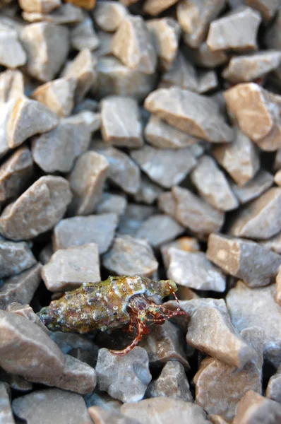 Pequeñas piedras y concha de mar — Foto de Stock