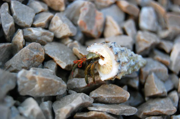 Kleine stenen en zee schelp — Stockfoto