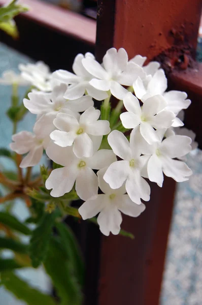 Beautiful summer flowers — Stock Photo, Image