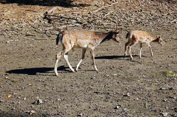 Dois jovens veados castanhos no habitat — Fotografia de Stock