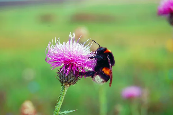 Bumble-bee siedzi na dzikim kwiecie — Zdjęcie stockowe