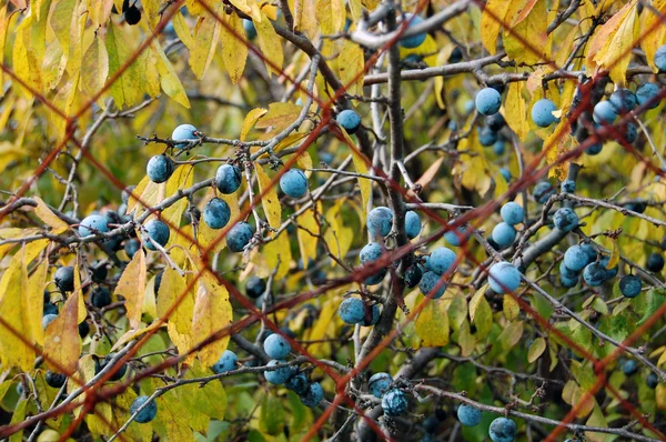 Podzimní pozadí s plody trnky — Stock fotografie