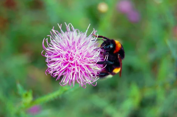 Bumble-bee sentado en flor silvestre — Foto de Stock