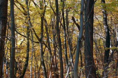 ormanda güzel sonbahar renkleri